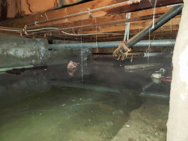 Best Mold removal after water damage  in Ames Lake, WA